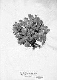 Peltigera malacea image